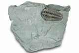 Flexicalymene Trilobite Fossil - Indiana #289053-3